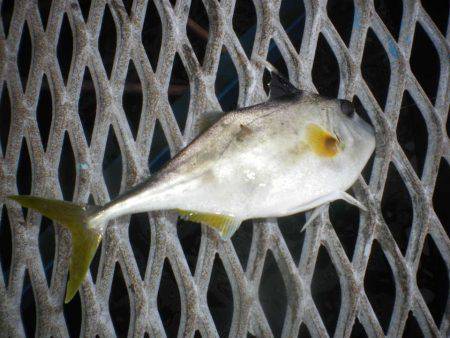 オリジナルメーカー海づり公園(市原市海づり施設) 釣果