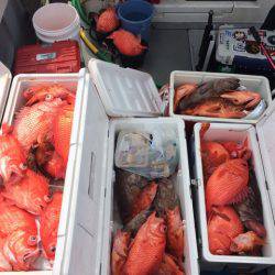 Blue.win 海人丸 釣果