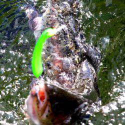 小菅トラウトガーデン 釣果