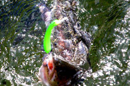 小菅トラウトガーデン 釣果