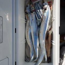 遊漁船 ニライカナイ 釣果