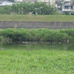 狩野川(狩野川漁業協同組合) 釣果