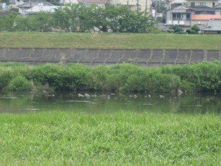 狩野川（狩野川漁業協同組合） 釣果