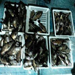 フィッシングガイド りょう 釣果