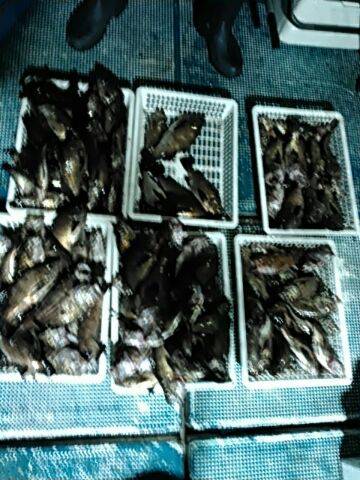 フィッシングガイド りょう 釣果