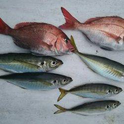 網屋丸 釣果