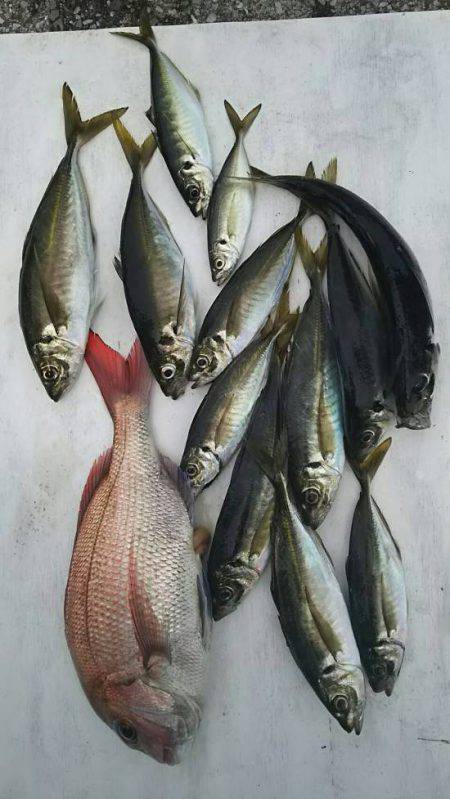 網屋丸 釣果