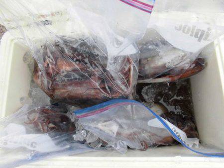 大進丸（新潟） 釣果