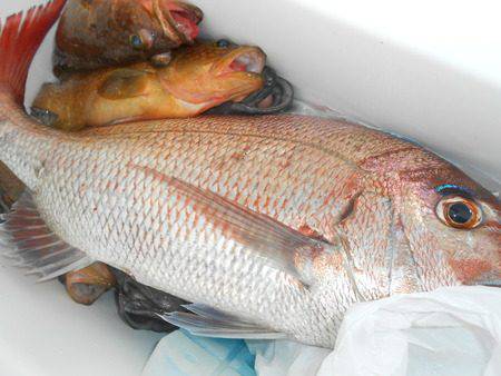 こうゆう丸 釣果