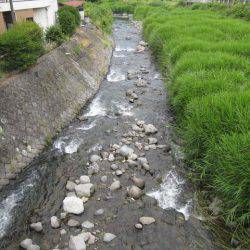 狩野川(狩野川漁業協同組合) 釣果