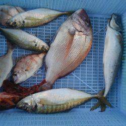 泉州丸 釣果
