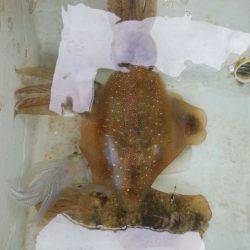 Magic(マジック) 釣果