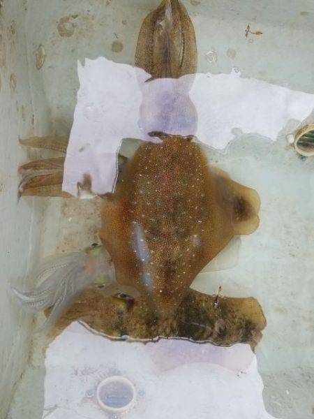 Magic(マジック) 釣果