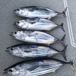 へいみつ丸 釣果