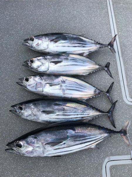へいみつ丸 釣果