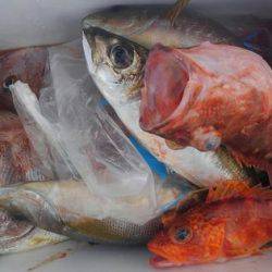 遊漁船 新鋭丸 釣果