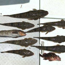 TOPGUN名古屋 釣果