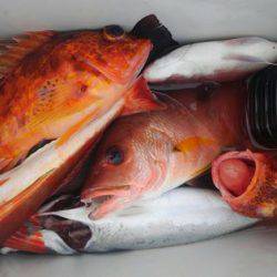 遊漁船 新鋭丸 釣果