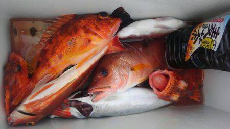 遊漁船 新鋭丸 釣果