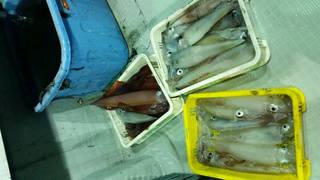 ディープ オーシャン 釣果