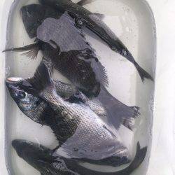 由良渡船 釣果