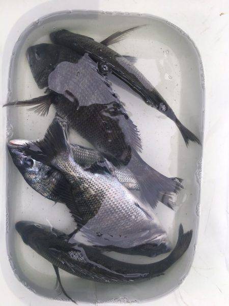 由良渡船 釣果