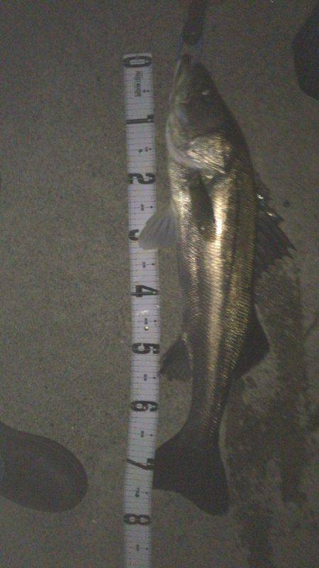 まだまだバチシーバス