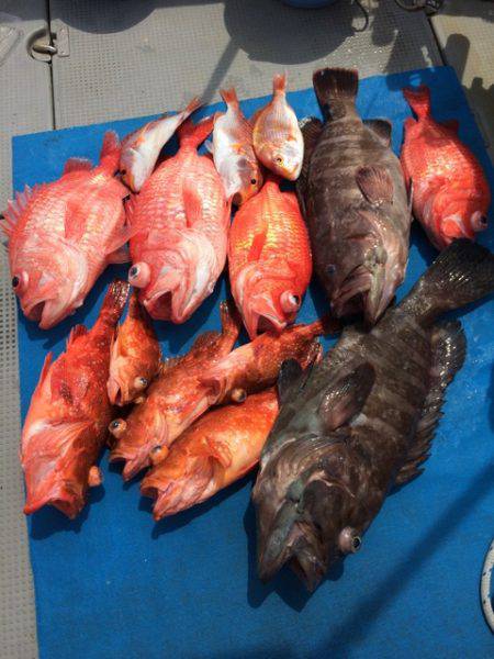 Blue.win 海人丸 釣果