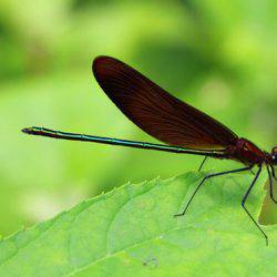 小菅トラウトガーデン 釣果