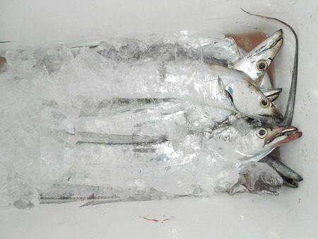 こうゆう丸 釣果