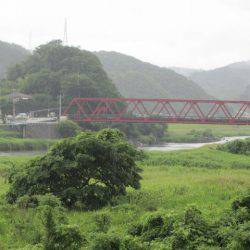 狩野川（狩野川漁業協同組合） 釣果