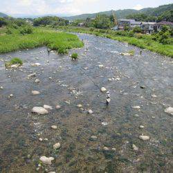 狩野川(狩野川漁業協同組合) 釣果
