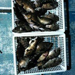 フィッシングガイド りょう 釣果