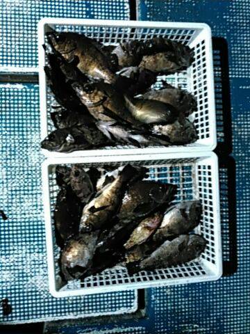 フィッシングガイド りょう 釣果