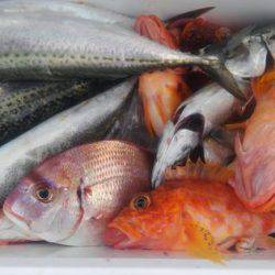 遊漁船 新鋭丸 釣果