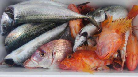 遊漁船 新鋭丸 釣果