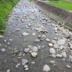 狩野川(狩野川漁業協同組合) 釣果