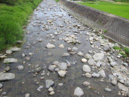 狩野川(狩野川漁業協同組合) 釣果