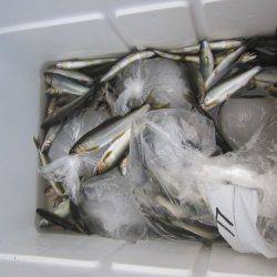 狩野川(狩野川漁業協同組合) 釣果