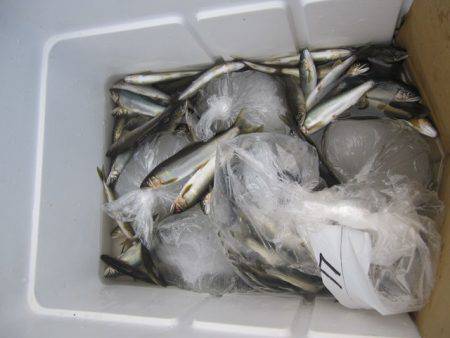 狩野川(狩野川漁業協同組合) 釣果