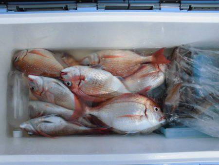 大進丸(新潟) 釣果