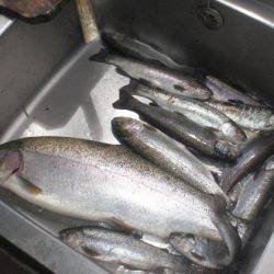 高萩ふれあいの里フィッシングエリア 釣果