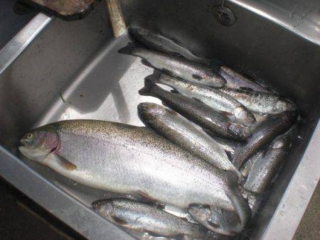 高萩ふれあいの里フィッシングエリア 釣果