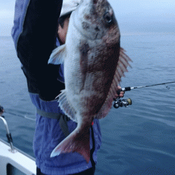 遊漁船ブルーウッズ 釣果