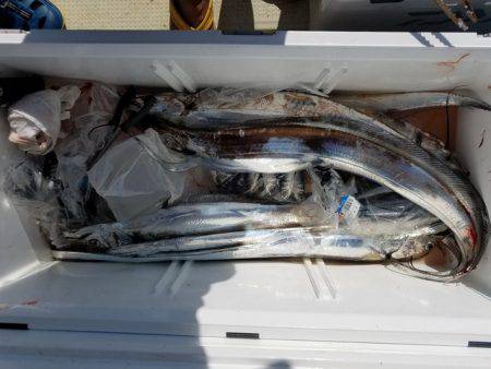 遊漁船 ニライカナイ 釣果