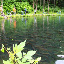 小菅トラウトガーデン 釣果