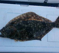 IDATEN（イダテン） 釣果