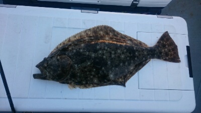 IDATEN（イダテン） 釣果