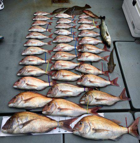 さんさん丸 釣果