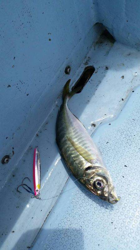 第五慶門丸 釣果